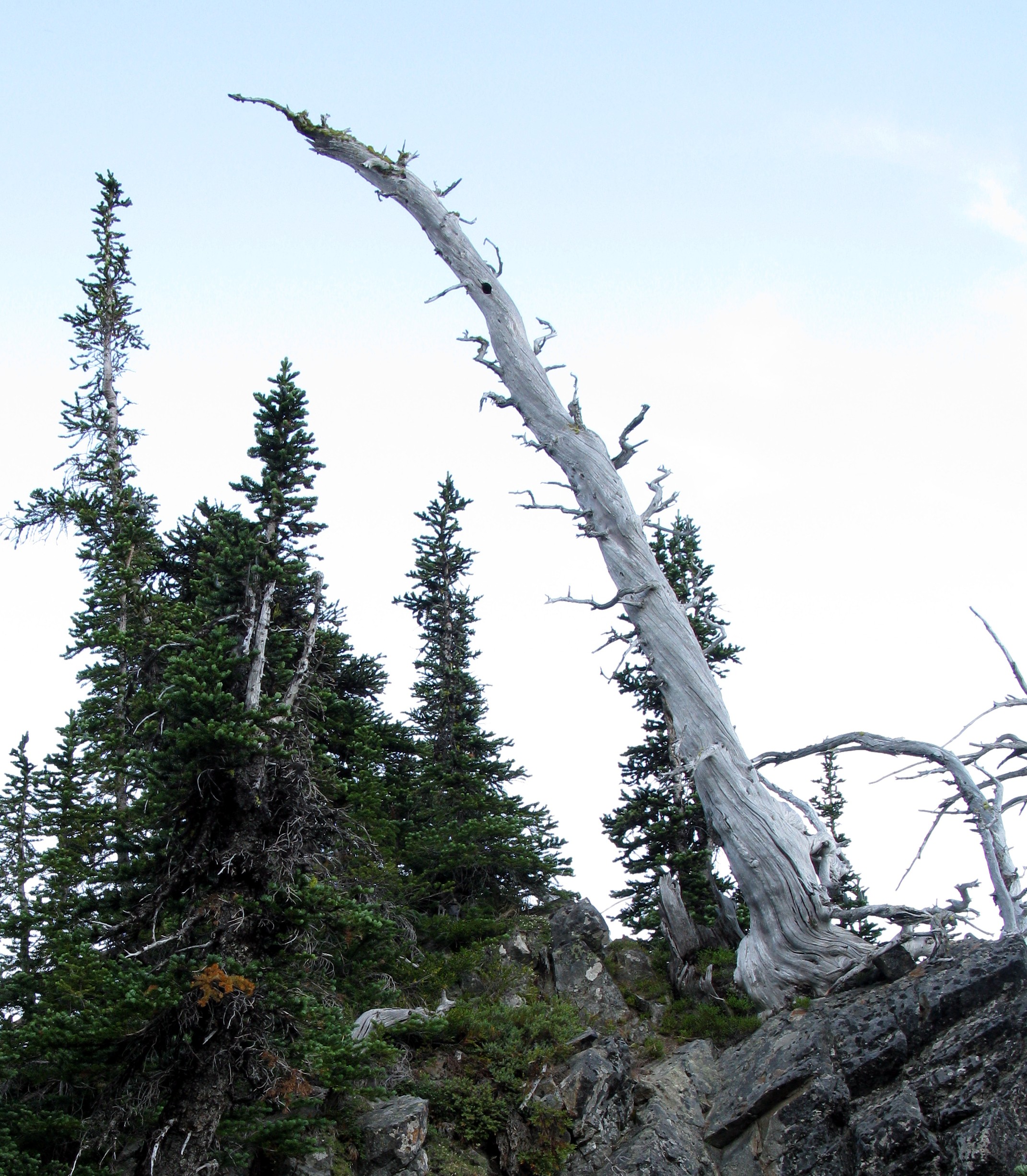dead tree near Sourdough Gap