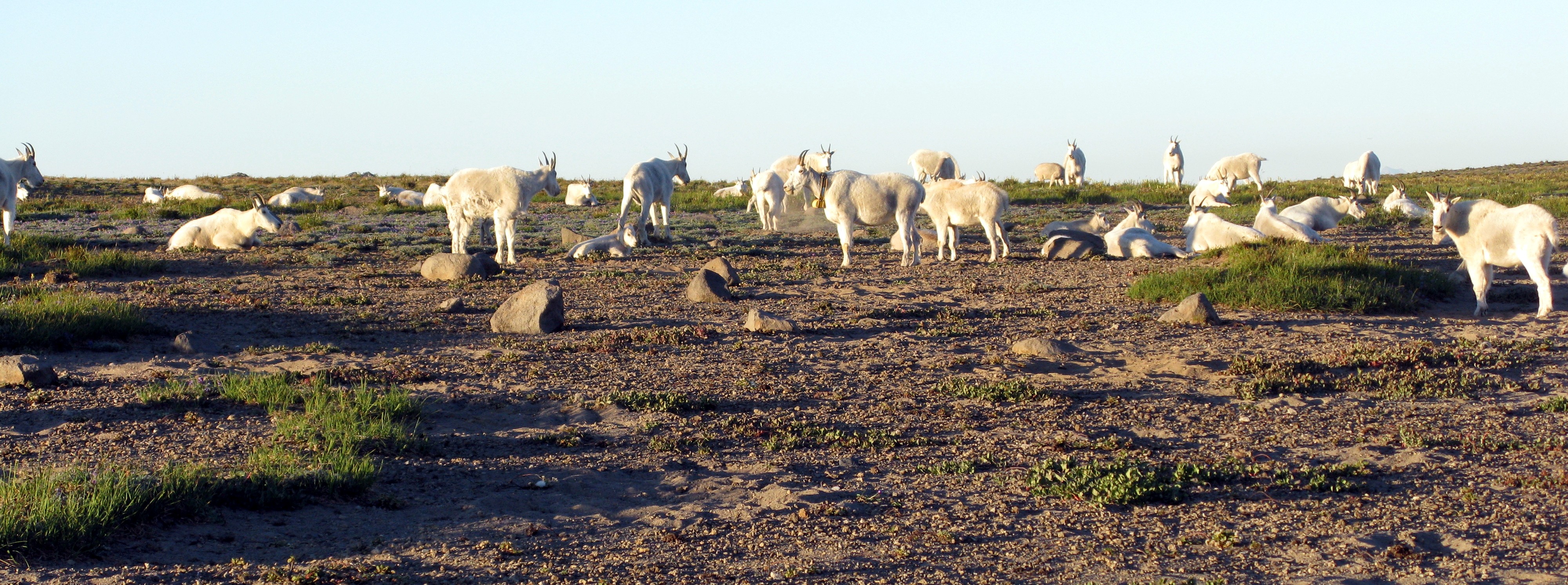 fauna of Burroughs Mountain