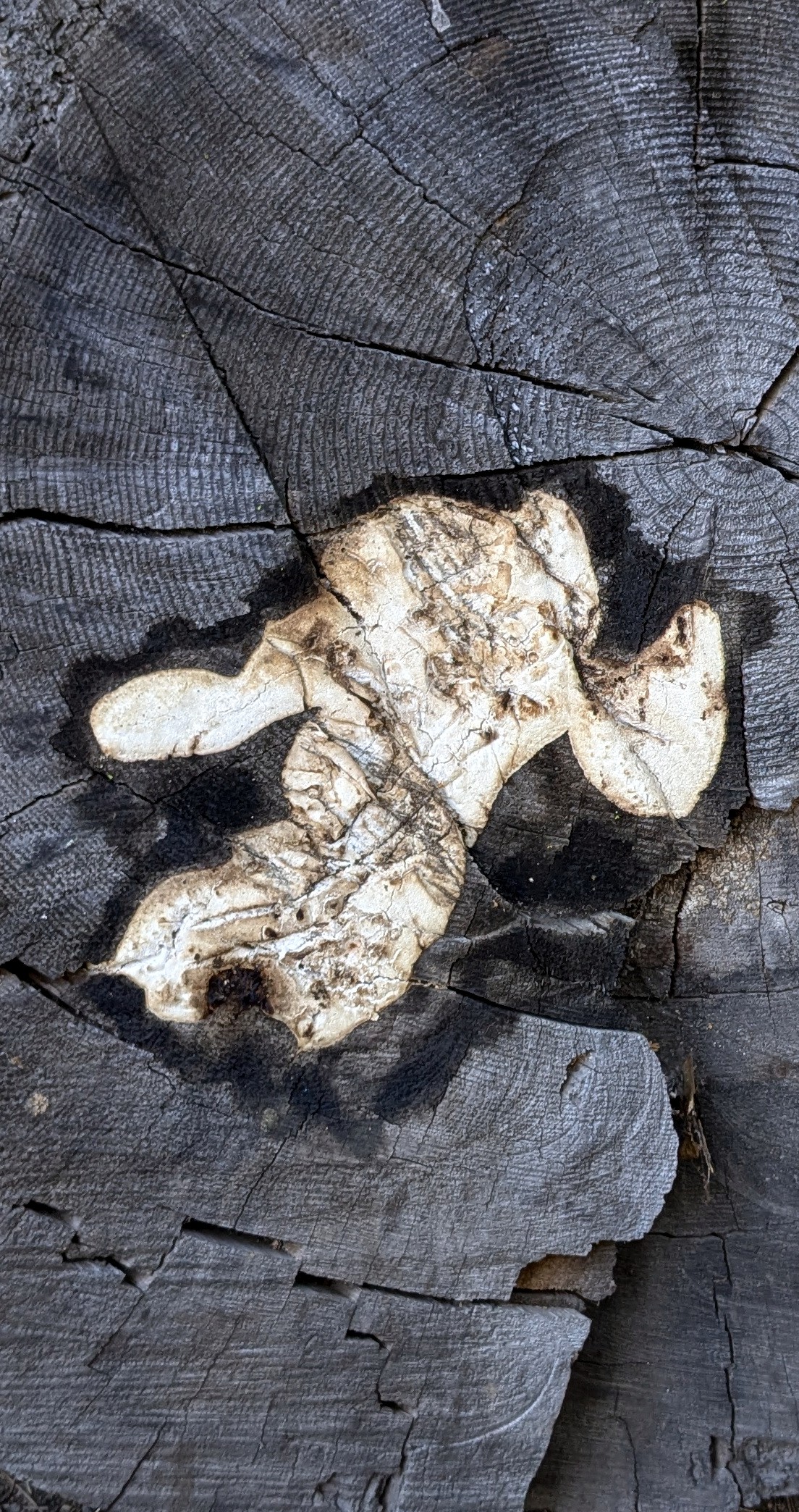 monster in the hollow tree