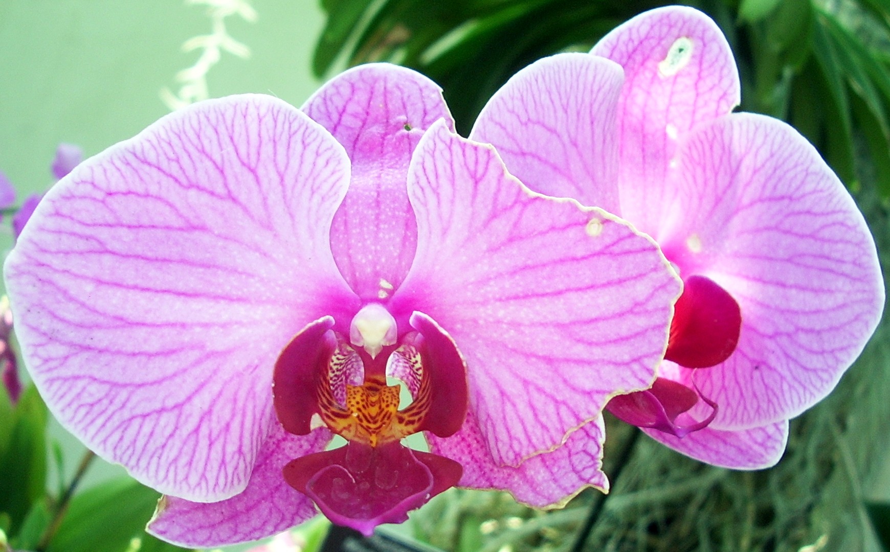 national botanical garden