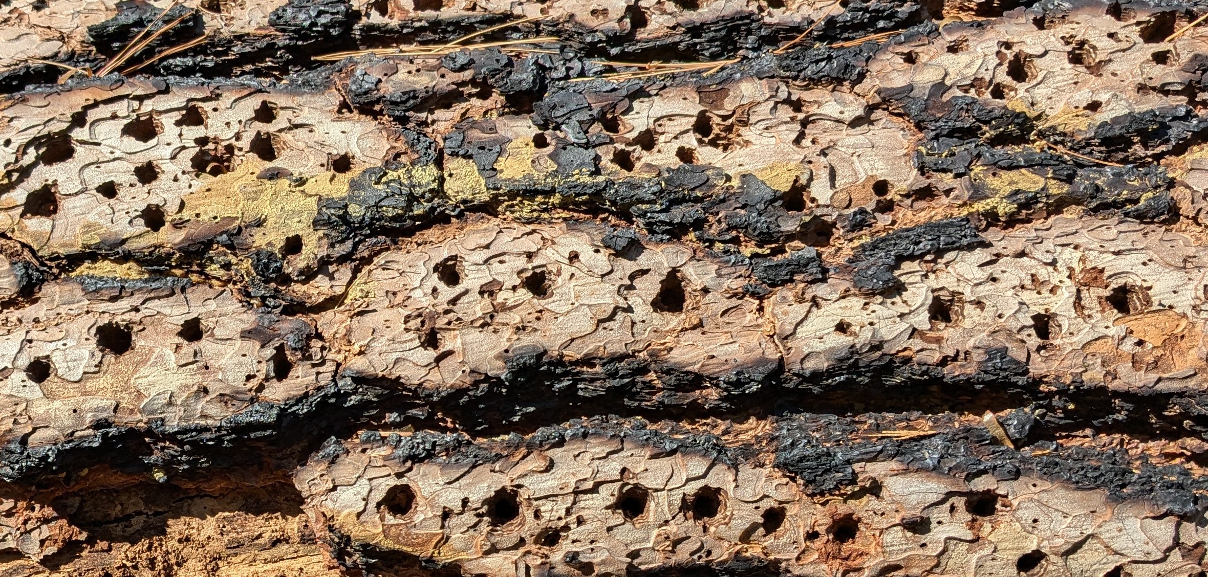 natures shotgun hits a tree