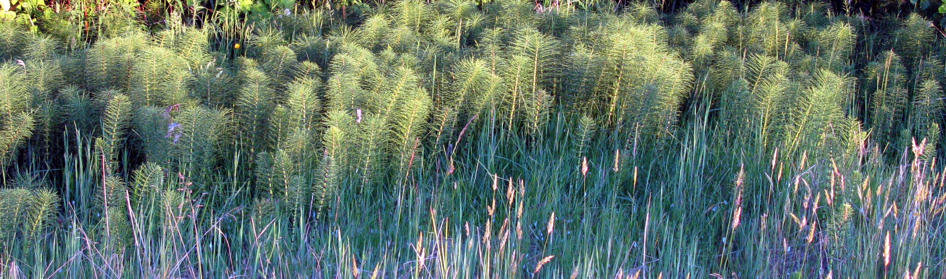 potato mashers along the meadow side