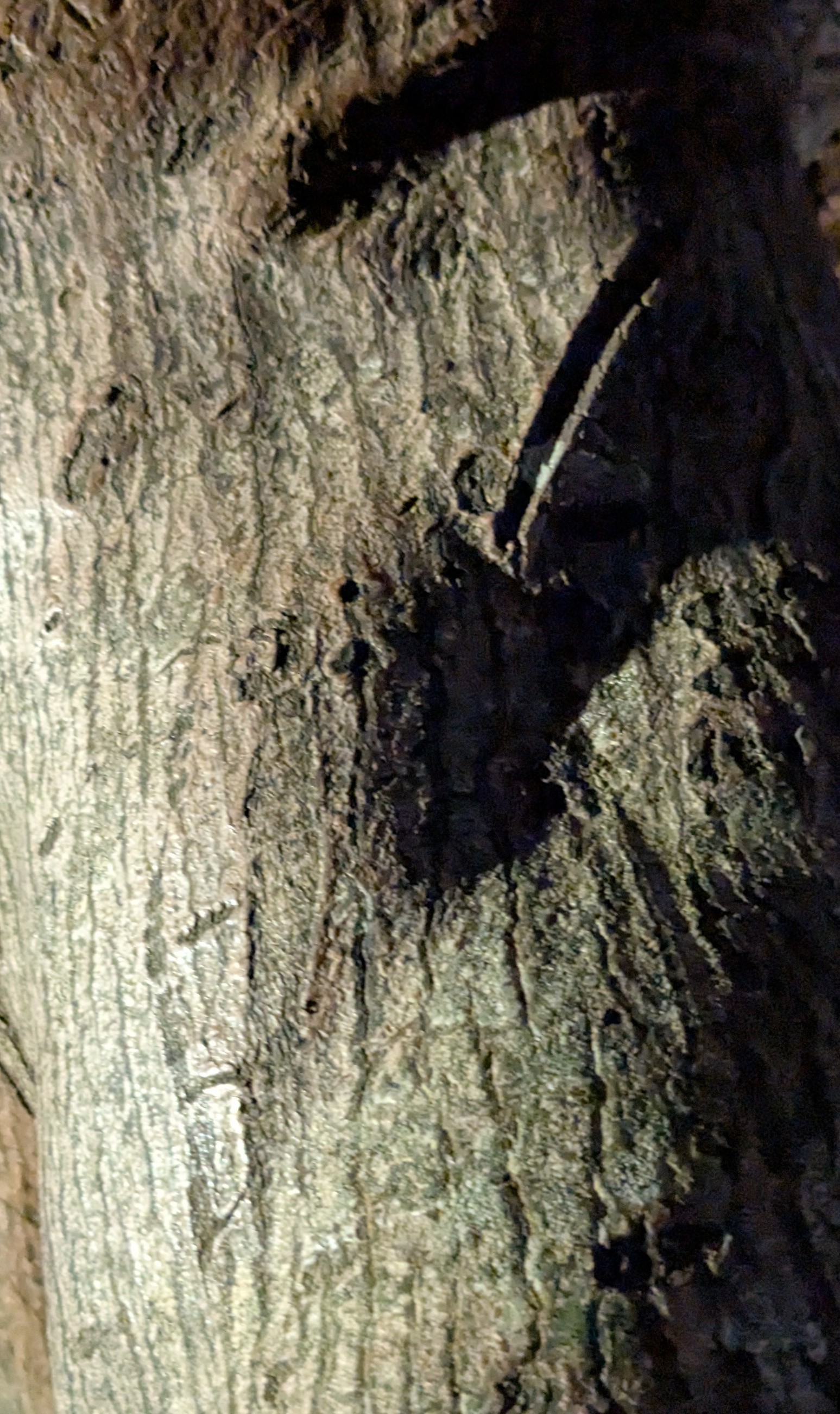 praying monkeybot in a tree