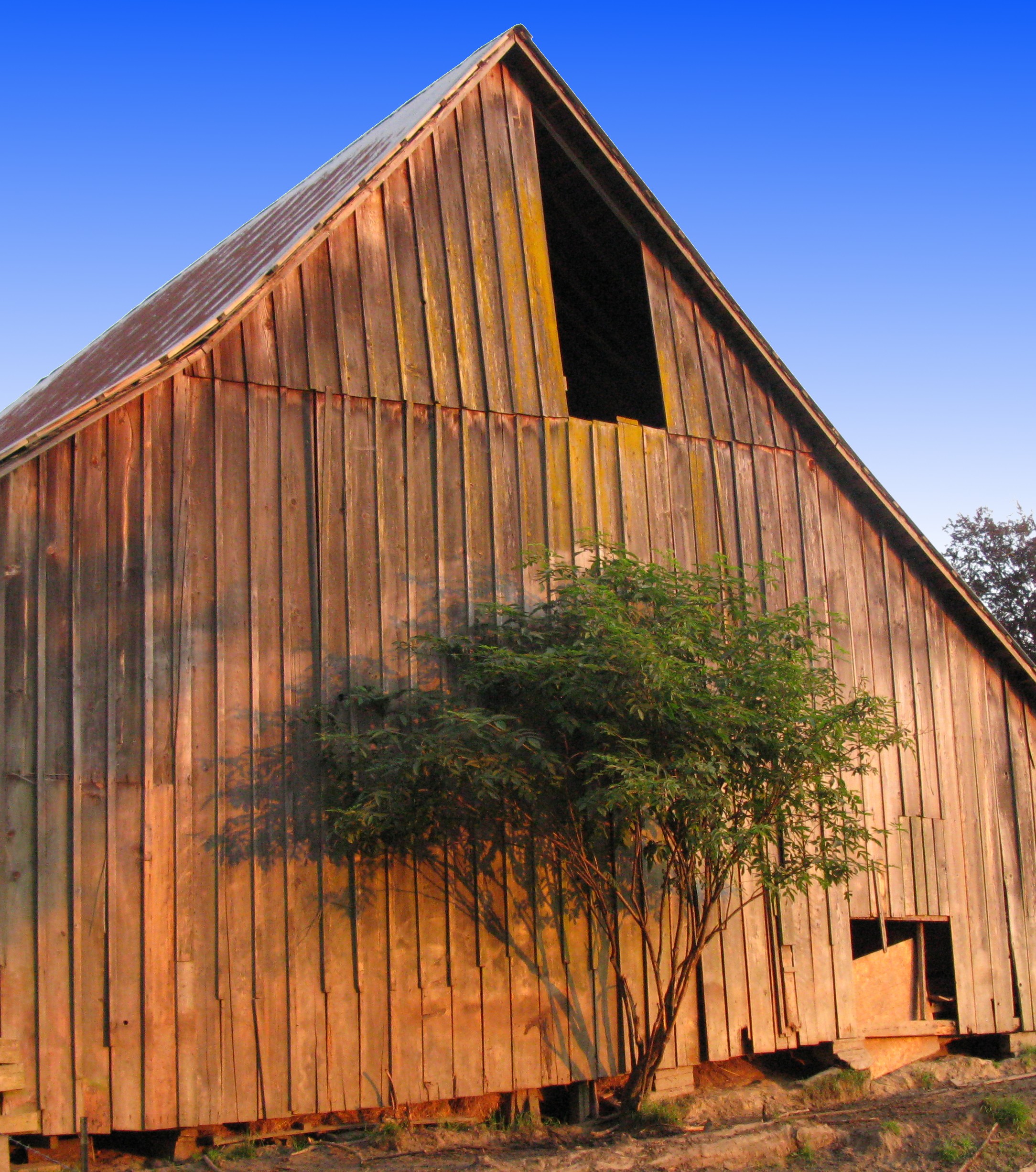 sunset barn and tree