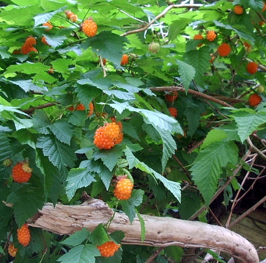 sweet Salmonberries