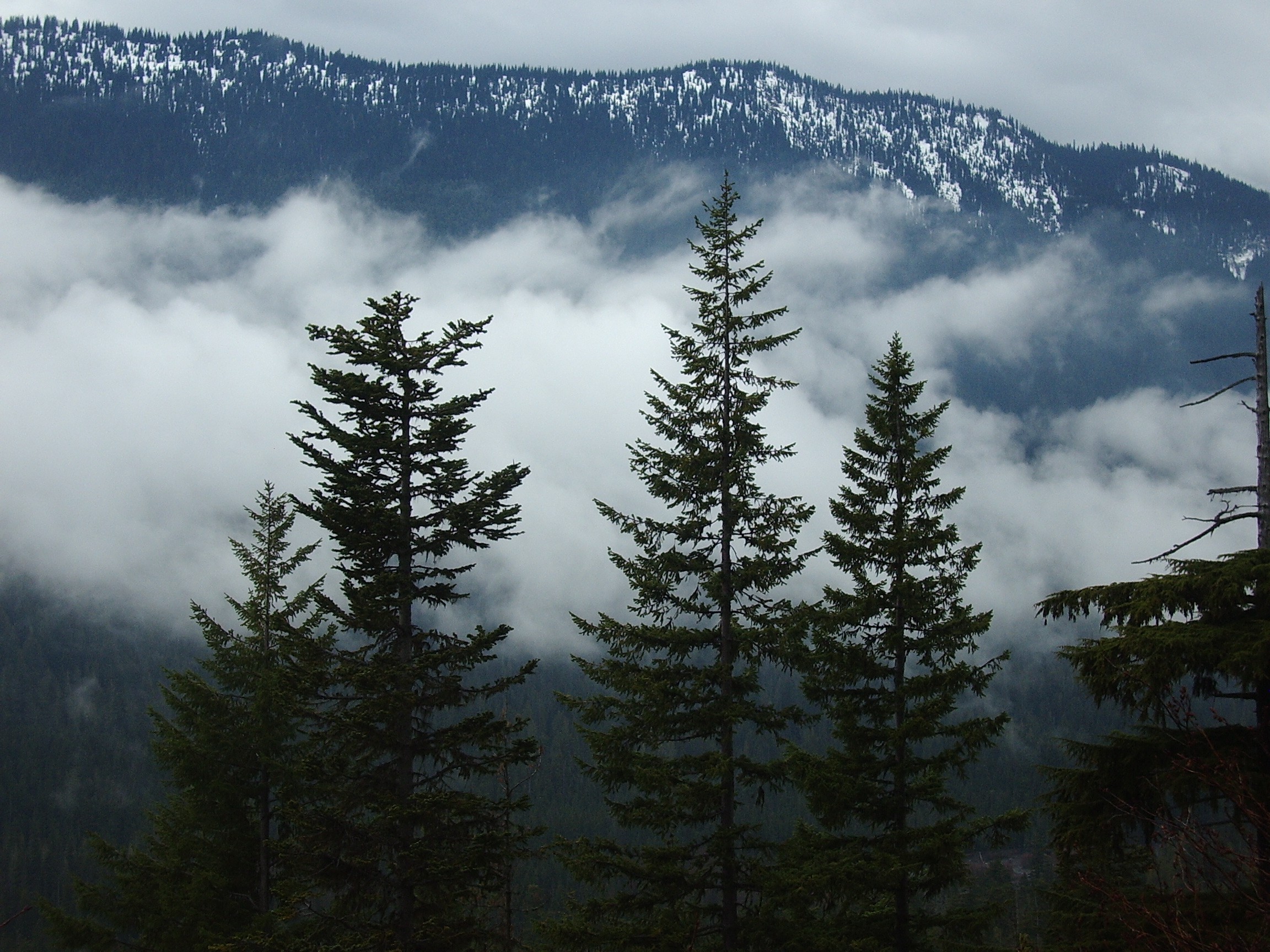 three trees near rainier