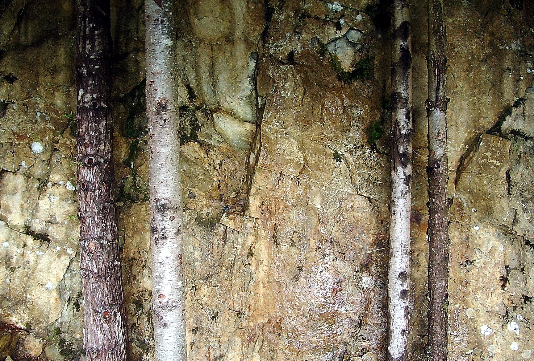 trees against wall on Mt Washington