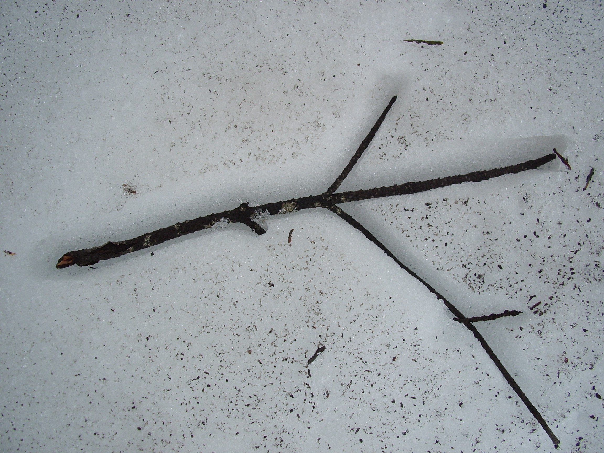 twig in snow