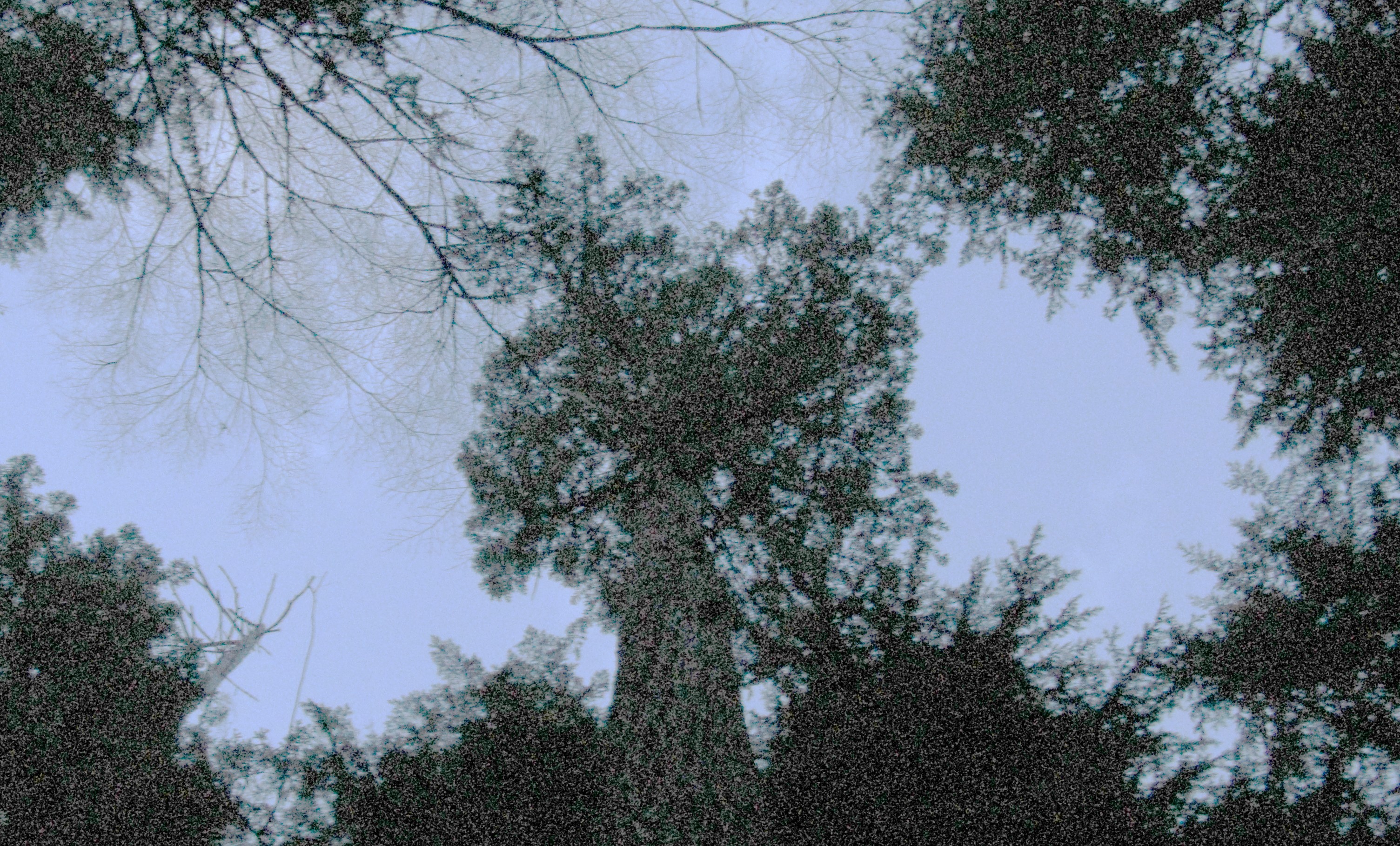 up through night trees mt si