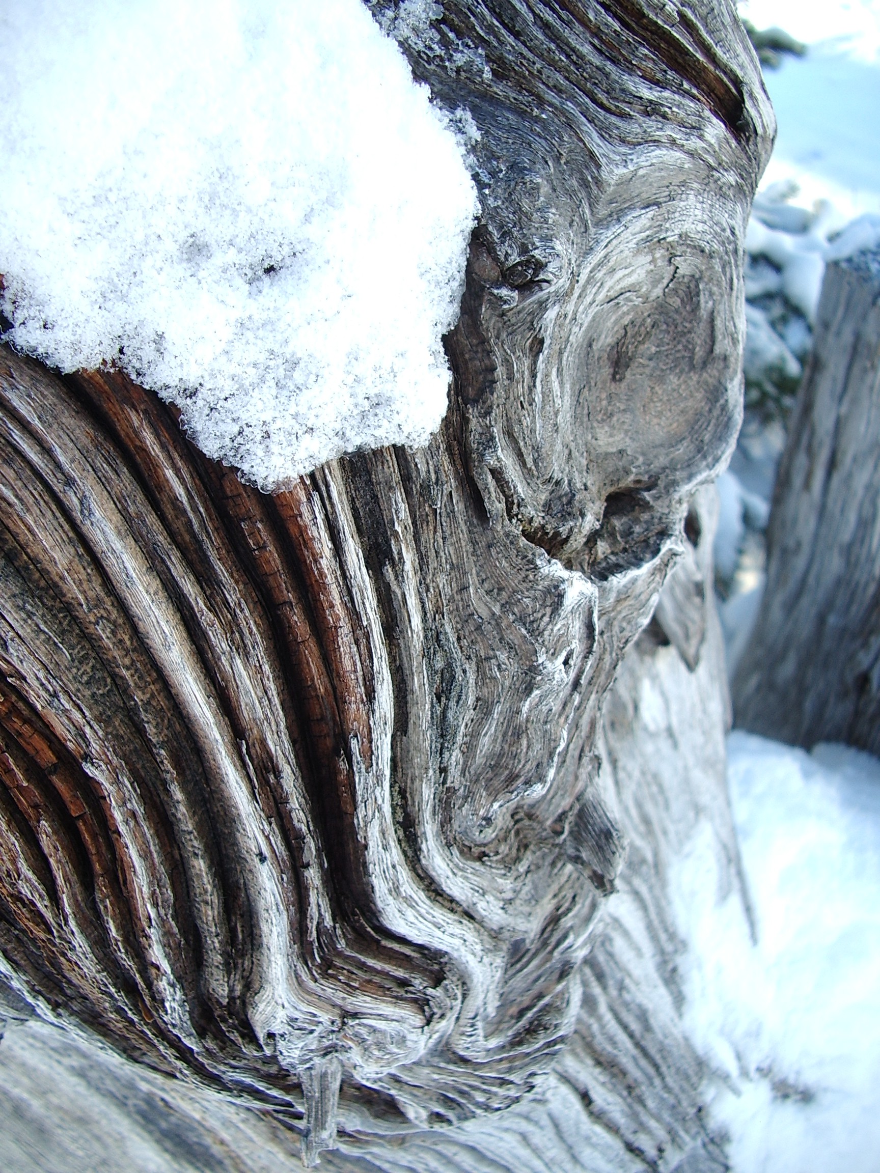 upper crystal lake dry tree