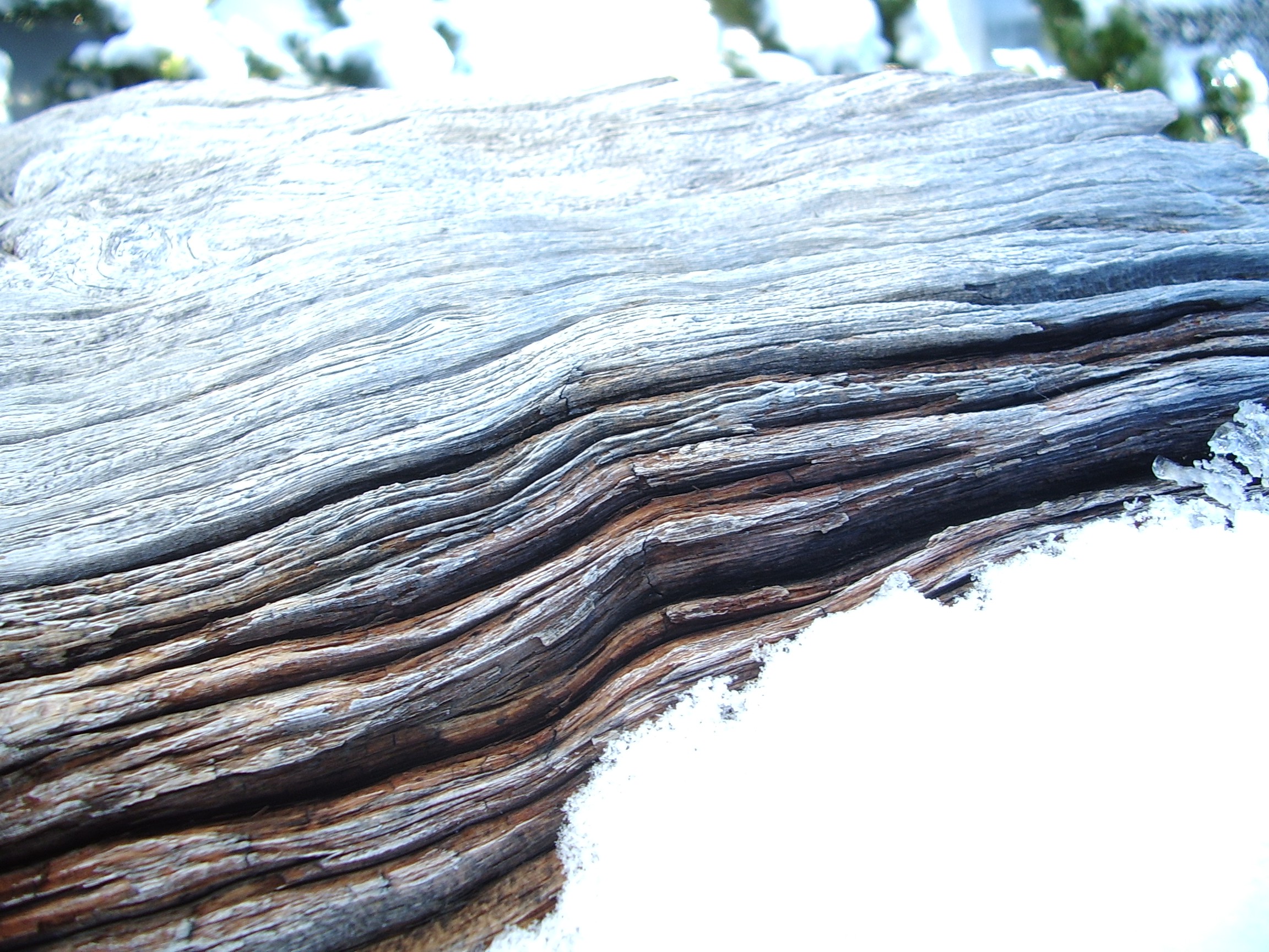 upper crystal lake dry tree