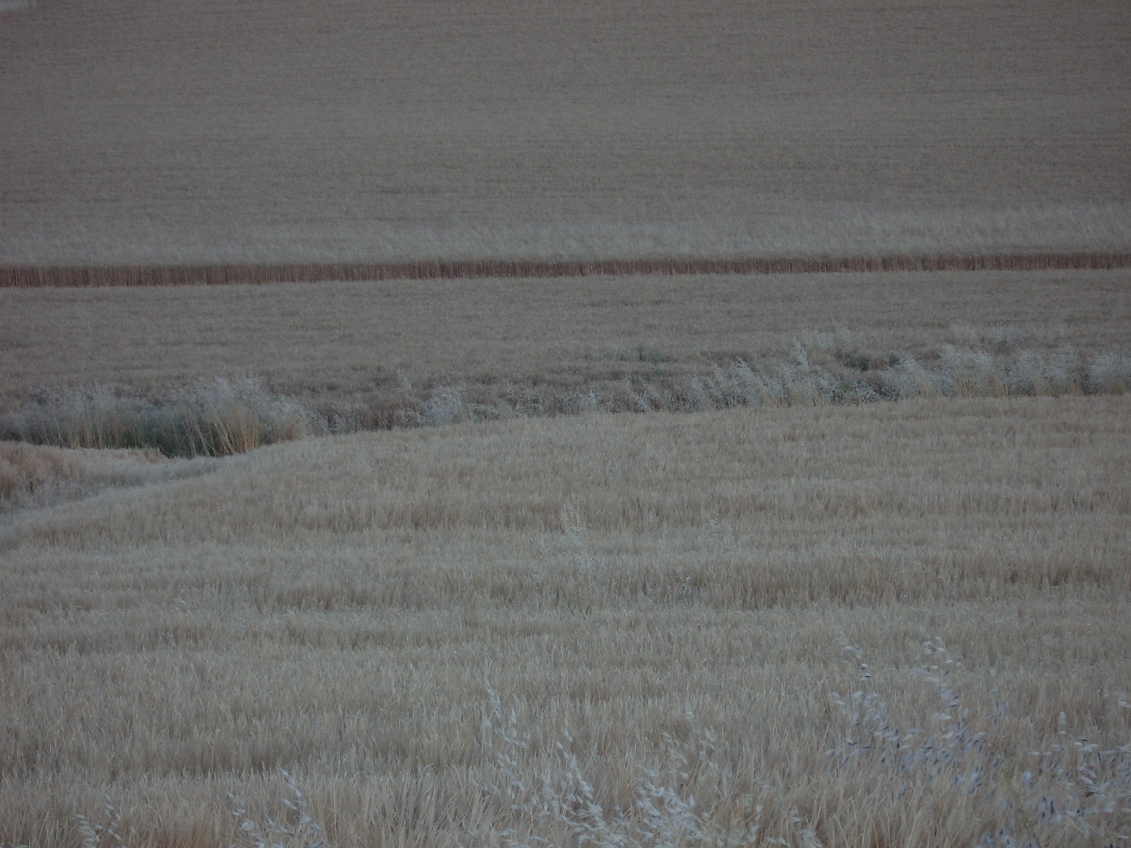 wheat field eastern washington