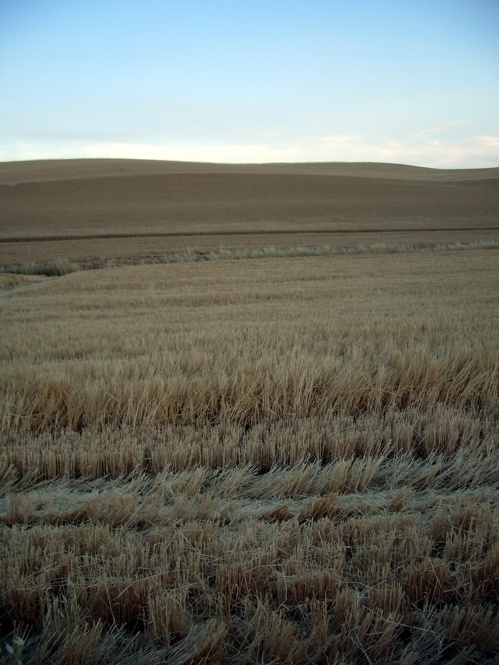 wheat field eastern washington