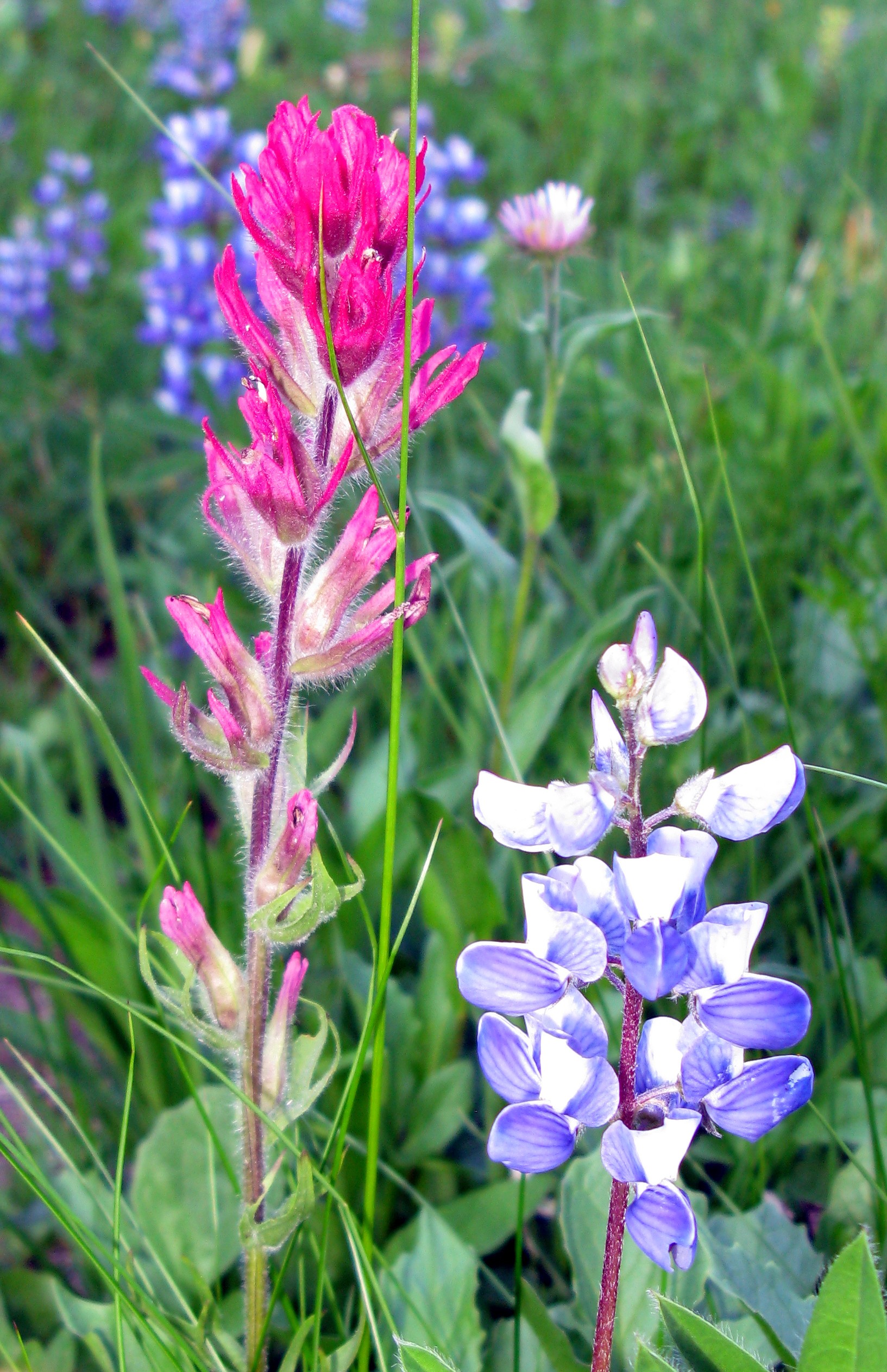 wildflowers near Sheep Lake