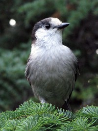 bird at Wagonwheel Lake