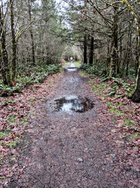 boring thru the trees