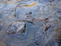 bouncing water wood pattern