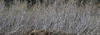 bush complexity