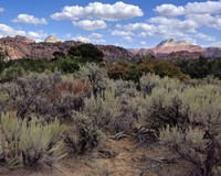 bushes near Lambs Knoll