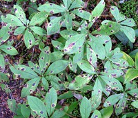 cancerous fall colors