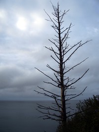 cape flattery tree