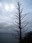 cape flattery tree