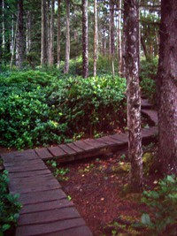 cape flattery walkway