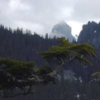chair peak behind tree branch