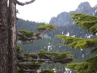 chair peak behind trees