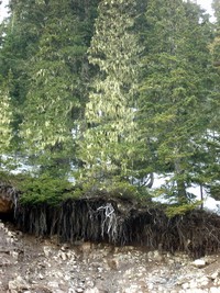 chinook pass tree roots