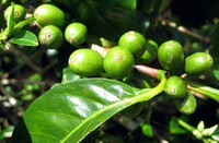 coffee beans near Boquete