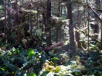 complexity going to Schoolhouse Falls