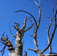 dead tree on Hells Backbone Road