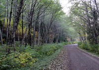 dirt road fall trees