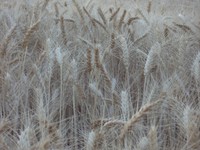 eastern washington wheat