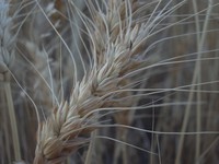 eastern washington wheat