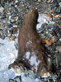 elephant in the ground