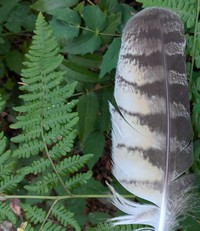 fern and feather