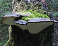 flying fungus