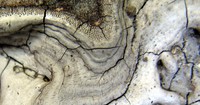 fungus whorl