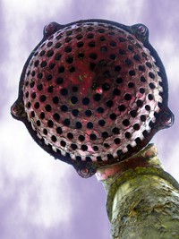 gaze up in awe at evil luxo jr