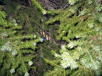 geocache Bear Gap Cache inp