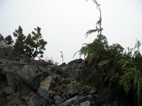 geocache Bear Gap Cache loc