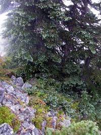 geocache Bear Gap Cache loc