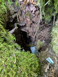 geocache Cedar River Octopus GC3D3Y5 inp