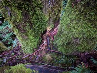 geocache Elves visit their hearts desire inp