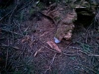 geocache Horsing Around at Crystal Mt GC63C3V inp