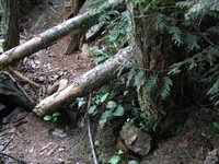 geocache Kamikaze inp