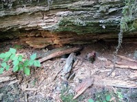 geocache Little Box in the Woods one inp