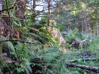 geocache Little Box in the Woods one loc